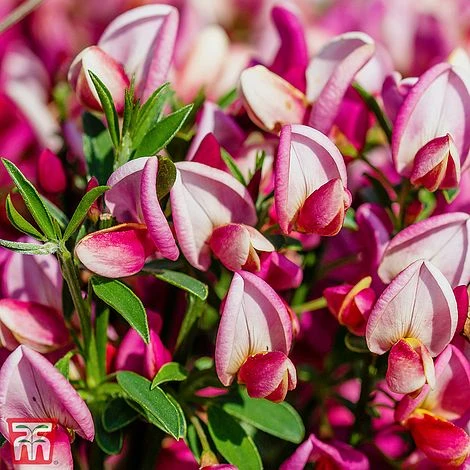 Cytisus 'Hollandia' 1 Cytisus 'Hollandia'