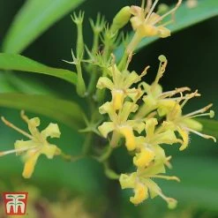 Diervilla Sessilifolia 'Cool Splash First Edition'