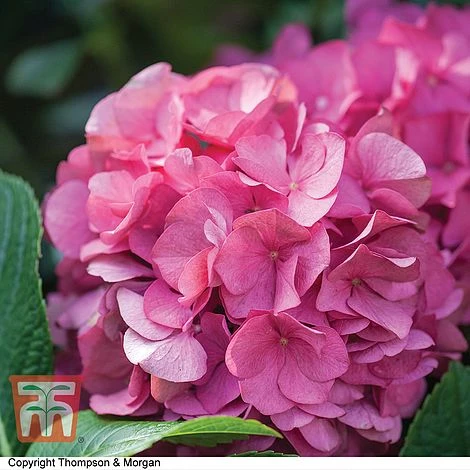 Hydrangea Macrophylla 'King George V' 1 Hydrangea Macrophylla 'King George V'