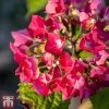 Hydrangea Macrophylla 'Red Baron'