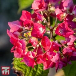 Hydrangea Macrophylla 'Red Baron'