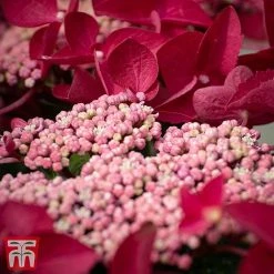 Hydrangea Macrophylla 'Rotschwanz'