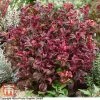 Leucothoe Axillaris 'Twisting Red'