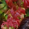 Parthenocissus Quinquefolia 'Engelmannii'