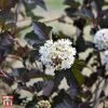 Physocarpus Opulifolius 'Midnight'
