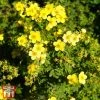 Potentilla Fruticosa 'Sommerflor'
