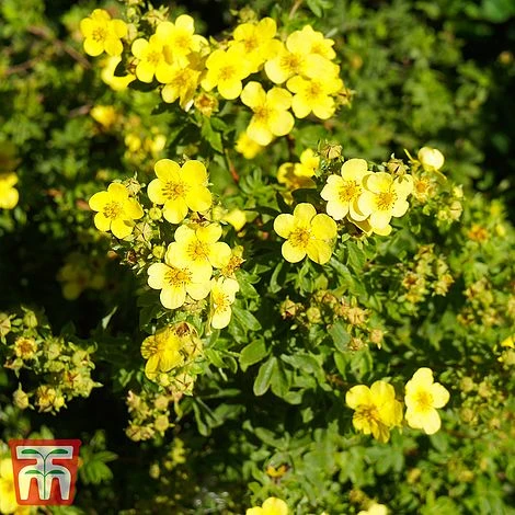 Potentilla Fruticosa 'Sommerflor' 1 Potentilla Fruticosa 'Sommerflor'