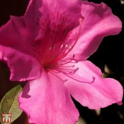 Rhododendron 'Blaauws Pink'