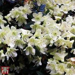 Rhododendron 'Palestrina' -plant T66426 RHOD 2