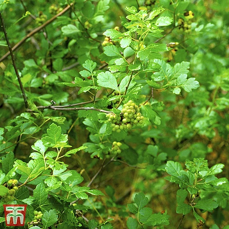 Rhus Aromatica 'Gro-Low' 1 Rhus Aromatica 'Gro-Low'