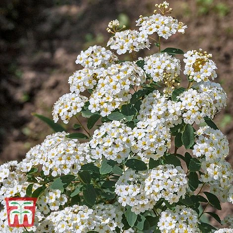 Spiraea Nipponica 'Snowmound' 1 Spiraea Nipponica 'Snowmound'