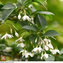 Styrax Japonicus