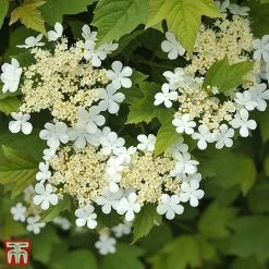 Viburnum Opulus 'Nanum'