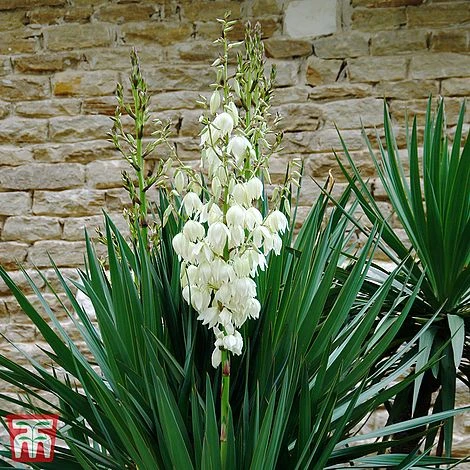 Yucca Filamentosa 1 Yucca Filamentosa