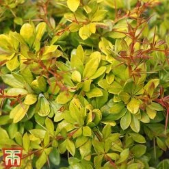 Berberis X Media 'Dual Jewel'