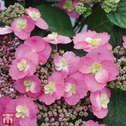 Hydrangea Serrata 'Cotton Candy' (Flair & Flavours)
