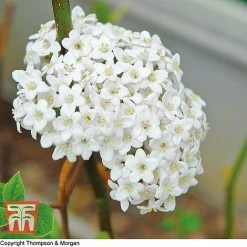Viburnum Burkwoodii