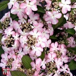 Viburnum Plicatum F. Tomentosum 'Molly Schroeder'