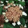 Viburnum Sargentii 'Onondaga'