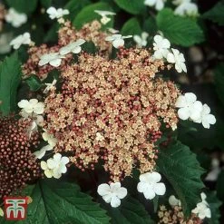 Viburnum Sargentii 'Onondaga'