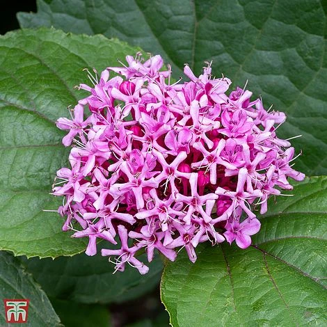Clerodendrum Bungei 1 Clerodendrum Bungei