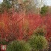Cornus Alba 'Baton Rouge'