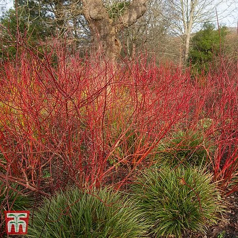 Cornus Alba 'Baton Rouge' 1 Cornus Alba 'Baton Rouge'