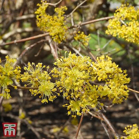 Cornus Mas 'Jolico' 1 Cornus Mas 'Jolico'