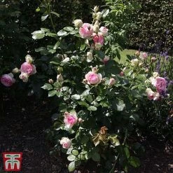 Rose 'Eden Rose 88' -plant T68469 ROSE 2