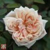 Rose 'Gloire De Dijon'