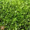 Griselinia Littoralis (Hedging)