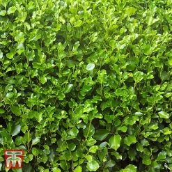 Griselinia Littoralis (Hedging)