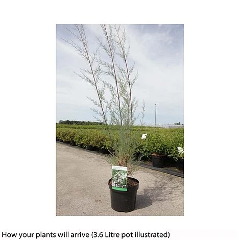 Tamarix Ramosissima 'Hulsdonk White' 2 Tamarix Ramosissima 'Hulsdonk White' - Image 2