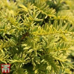 Taxus Baccata 'Summergold' -plant TAX TKA3590 C