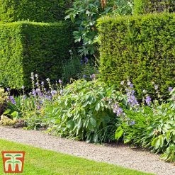 Taxus X Media 'Hicksii' -plant TAXU T63575 C