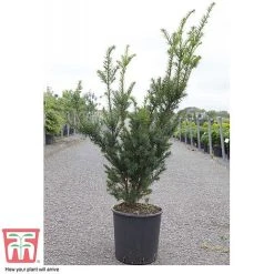 Taxus X Media 'Hicksii' -plant TAXU T63575 D