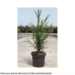 Taxus Baccata -plant TAXU T66488 B h