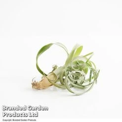 Air Plant (Tillandsia) 'Curly Slim' 9 Air Plant (Tillandsia) 'Curly Slim' -plant TILL CURLYSLIM T49615