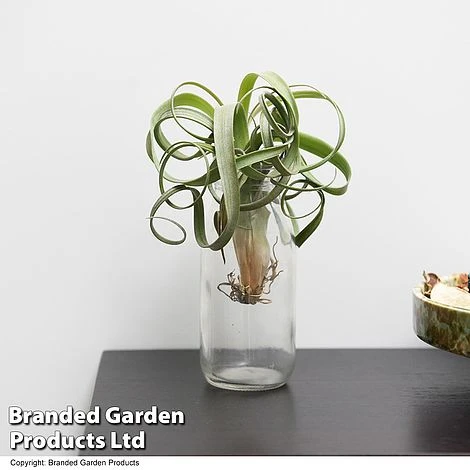 Air Plant (Tillandsia) 'Curly Slim' 2 Air Plant (Tillandsia) 'Curly Slim' - Image 2