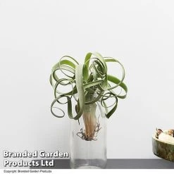 Air Plant (Tillandsia) 'Curly Slim' 7 Air Plant (Tillandsia) 'Curly Slim' -plant TILL CURLYSLIM T49617