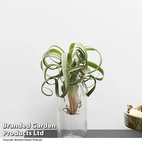 Air Plant (Tillandsia) 'Curly Slim' 3 Air Plant (Tillandsia) 'Curly Slim' - Image 3