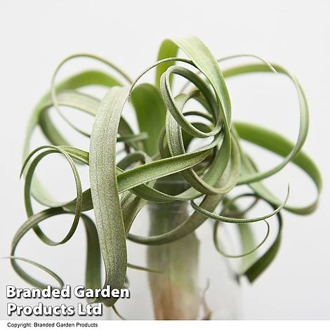 Air Plant (Tillandsia) 'Curly Slim' 1 Air Plant (Tillandsia) 'Curly Slim'
