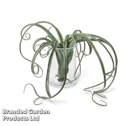 Air Plant (Tillandsia) 'Curly Slim' 8 Air Plant (Tillandsia) 'Curly Slim' -plant TILL CURLYSLIM W48803
