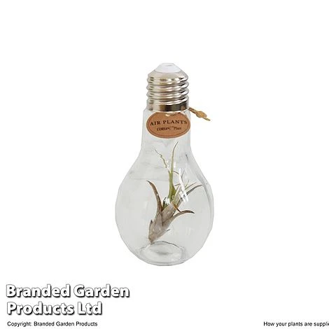 Airplant (Tillandsia) In A Light Bulb (Medium) 3 Airplant (Tillandsia) In A Light Bulb (Medium) - Image 3