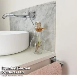 Airplant (Tillandsia) In A Light Bulb (Medium) 7 Airplant (Tillandsia) In A Light Bulb (Medium) -plant TILL LIGHTBULB T49714