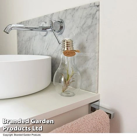 Airplant (Tillandsia) In A Light Bulb (Medium) 4 Airplant (Tillandsia) In A Light Bulb (Medium) - Image 4