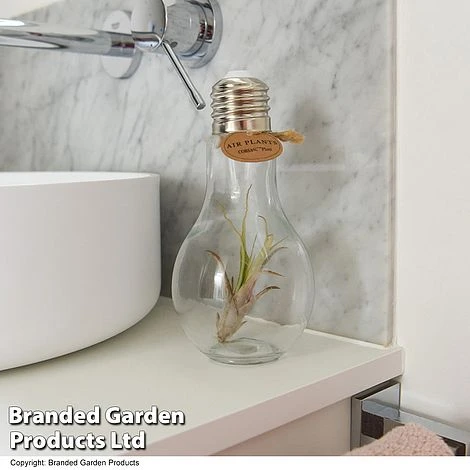 Airplant (Tillandsia) In A Light Bulb (Medium) 2 Airplant (Tillandsia) In A Light Bulb (Medium) - Image 2