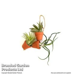 Air Plant Mini Pots On Rope -plant TILL MINIROPE3 T48839