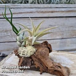 Air Plants (Tillandsia) On Mini Wooden Log -plant TILL MINIWOODE S45229B