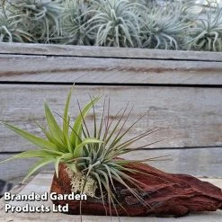Air Plants (Tillandsia) On Mini Wooden Log -plant TILL MINIWOODE S45230A